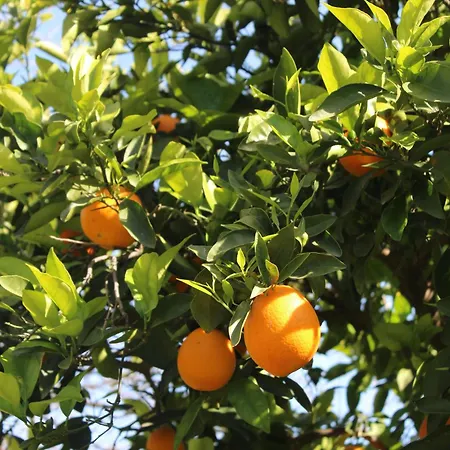 Cortijo Paredones Holiday home Alora